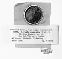 Aleuria aurantia image